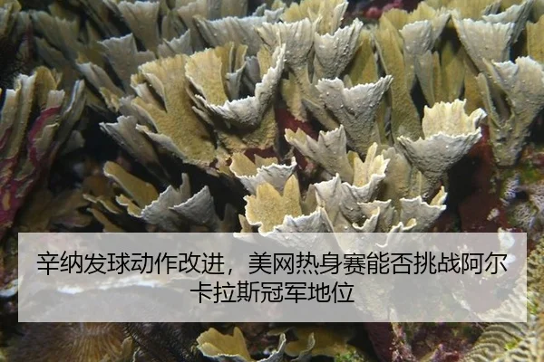 辛纳发球动作改进，美网热身赛能否挑战阿尔卡拉斯冠军地位